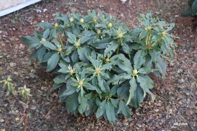 Rododendron